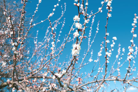 spring of flowers on a tree, white flowers on blue sky background