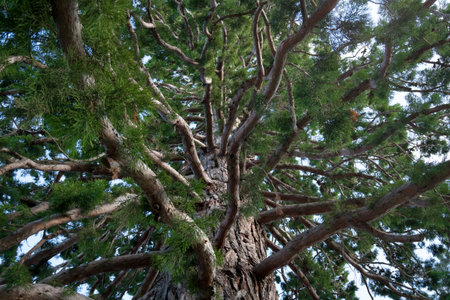 Pine tree in the forest at Khao Kho, Thailand