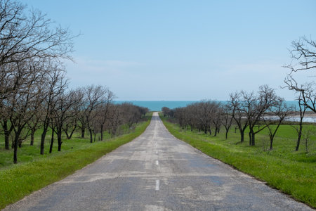 empty road asphalt with trees on the sides and sea in the backgroundの写真素材