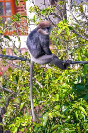 Red-shanked douc langur on tree, Thailand.