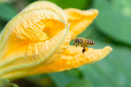 A honey bee flying to a golden pumpkin flower.