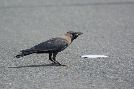 An hungry Indian crow eating food on the roadの写真素材
