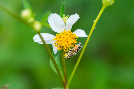 Hover fly collecting pollen on Bidens pilosa flower