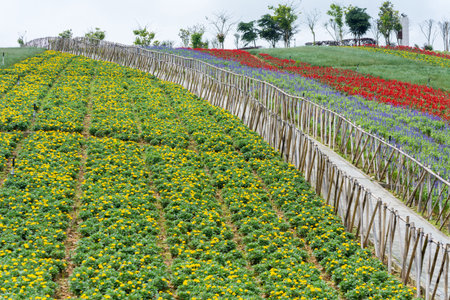 flower field in East Overseas Chinese Town (OCT East), Shenzhen, Chinaのeditorial素材