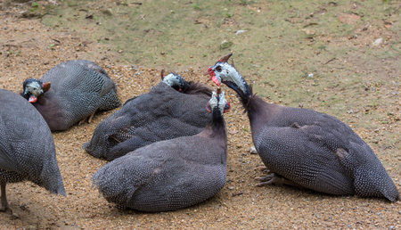 A group of Guinea fowls