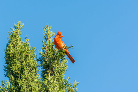 A red northern cardinal bird perching on the top of cypress tree against blue sky