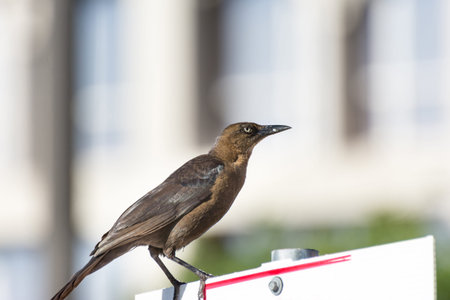 Thrush bird perching on a road sign