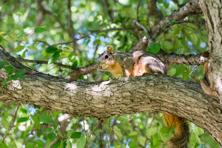 A cute grey squirrel standing on tree branch at the garden