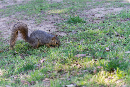 A cute grey squirrel finding  food on green grassland at the garden