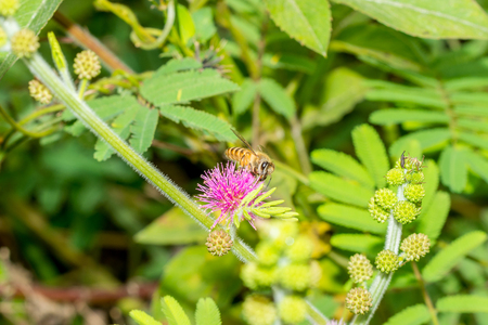 Honey bee collecting nectar on pink Mimosa pudica flower.の写真素材