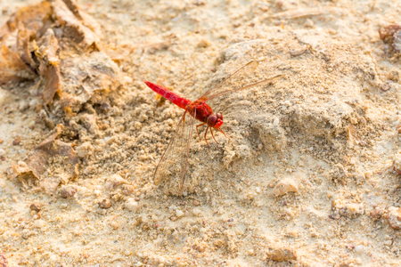Close-up of  red dragonfly perching on a dry dandelion flower with earth backgroundの写真素材