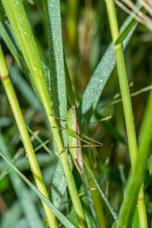 Closeup of green grasshopper with perching on green grass leafの写真素材