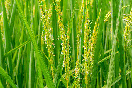 Rice flowering in the fieldの写真素材