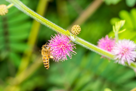 Honey bee collecting nectar on pink Mimosa pudica flower.の写真素材