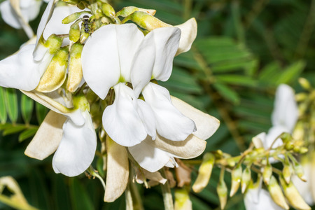 Macro of flowers of a white acacia(Robinia pseudoacacia) against green foliageの写真素材