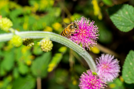 Honey bee collecting nectar on pink Mimosa pudica flower.の写真素材