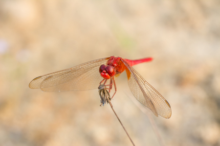 Marco of a red dragonfly on a dried flowerの写真素材