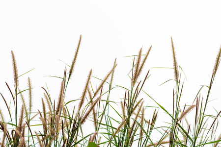 Foxtail flower isolated for backgroundの写真素材