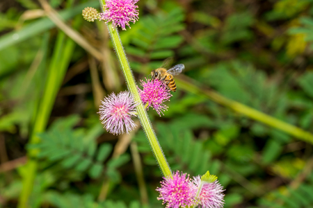 Close-up of honeybee collecting pollen on sensitive plant pink flower.の写真素材