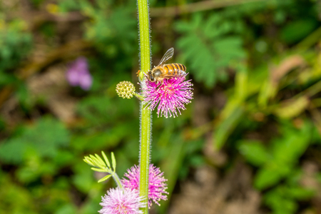 Close-up of honeybee collecting pollen on sensitive plant pink flower.の写真素材