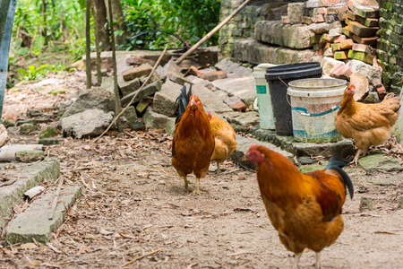 Colorful caponized cocks and hen in the farm in Chinese countrysideの写真素材
