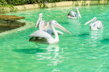 A bunch of white Pelican birds swimming in a green poolの写真素材