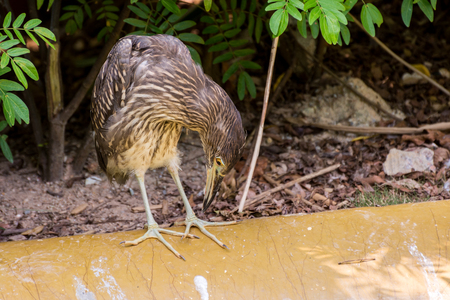Green Heron resting on pondの写真素材