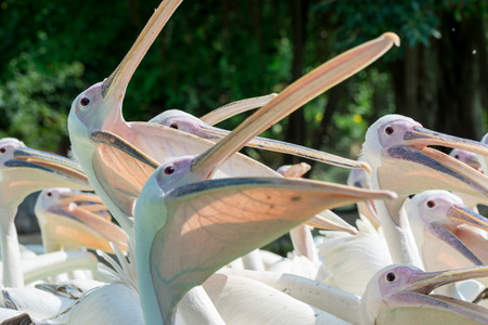 A group of white Pelicans bird in the zooの写真素材