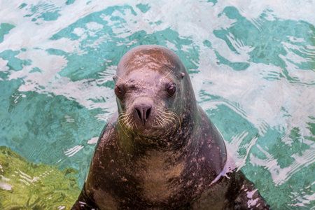 Seal in water