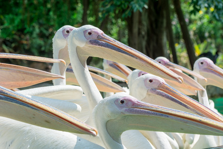 A group of white Pelicans bird in the zooの写真素材