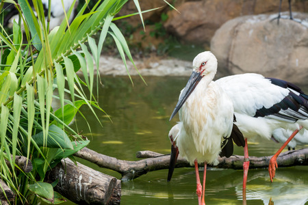 White storks standing on pond in wetland nature reserveの写真素材