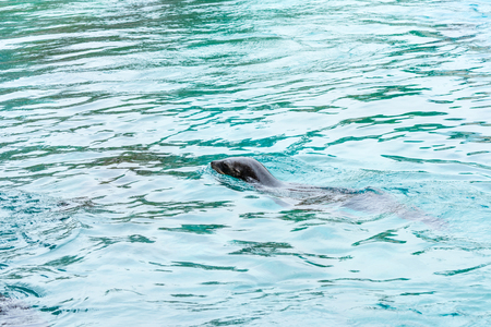 Seal swimming in a poolの写真素材