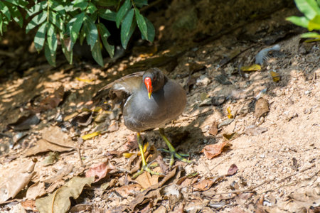 Moorhen in the natureの写真素材
