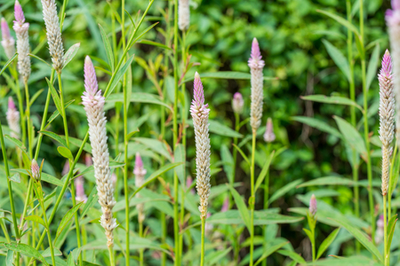 Celosia argentea flower blooming in a fieldの写真素材