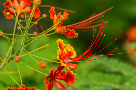 Close-up of red flower of flame treeの写真素材