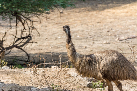 A big ostrich in the dry desert