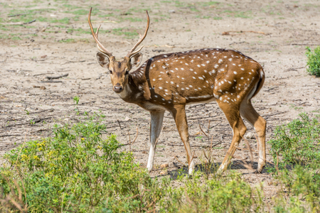 Spotted deer with antlerの写真素材