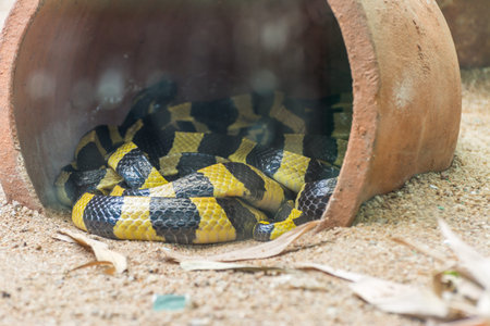 Black and yellow python coiled up in a barrel
