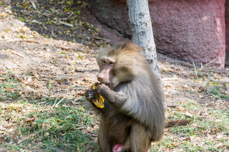 Hungry hamadryas baboon eating banana