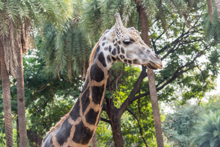 Giraffe in the zooの写真素材