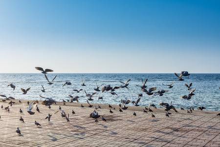 A group of doves flying at the Jeddah Corniche, 30 km coastal resort area of the city of Jeddah. Located along the Red Sea, features a coastal road, recreation areas, pavilions and civic sculpturesの写真素材