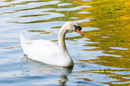 A white swan on a pondの写真素材