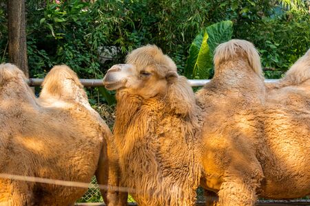 bactrian camel (Camelus bactrianus), a large, even-toed ungulate native to the steppes of Central Asia.の写真素材