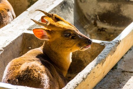 Reeves's muntjac (Muntiacus reevesi), sitting in a stone feeding trough, also known as Chinese muntjac, is a muntjac species found widely in southeastern China.の写真素材