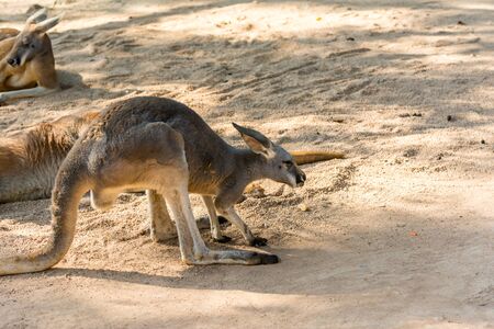 Kangaroo looking for food  in a zoo, a leaping mammal of Australia and nearby islands that feeds on plantsの写真素材