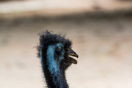 Head of an emu (Dromaius novaehollandiae),  the second-largest living bird by height, after its ratite relative, the ostrich.の写真素材