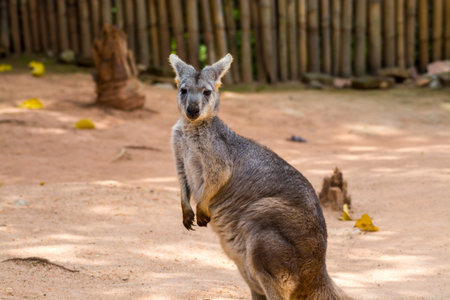 Kangaroo waiting fo food  in a zoo, a leaping mammal of Australia and nearby islands that feeds on...