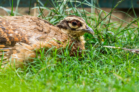 The common quail (Coturnix coturnix) or European quail is a small ground-nesting game bird in the pheasant family Phasianidaeの写真素材