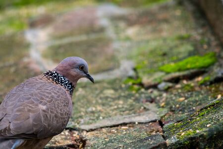 The spotted dove (Spilopelia chinensis) searching food on floor in a zoo, a small and somewhat long-tailed pigeon that is a common resident breeding bird across its native range on the Indian subcontinent and Southeast Asia and China.の写真素材
