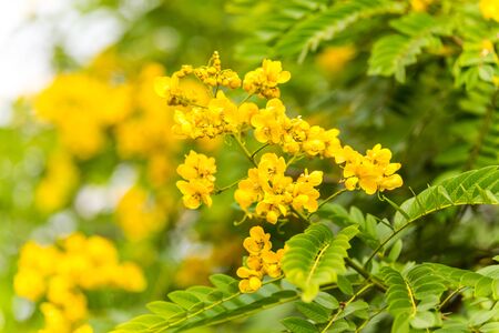 Yellow flower of rainforest cassia (Cassia surattensis Burm.) is a genus of flowering plants in the legume family, Fabaceae, and the subfamily Caesalpinioideae.の写真素材